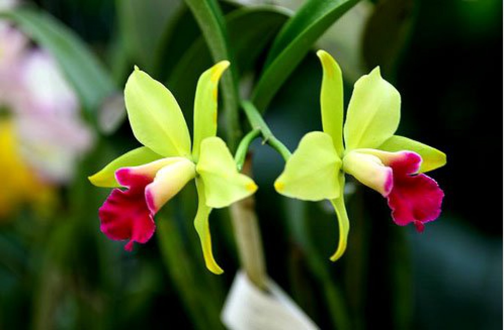 Орхидея цветы воронеж купить цветы биография москва